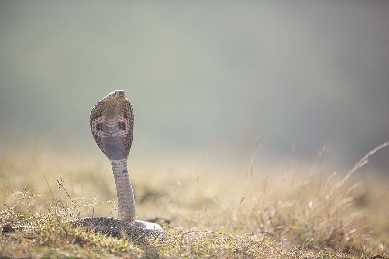 ¿Cuánto cobra una gestoría por hacer una transferencia?