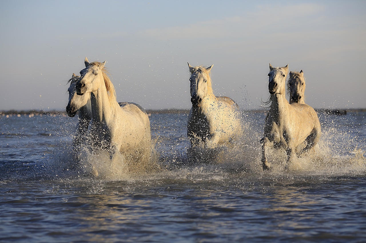 ¿Qué cubre a los caballos?