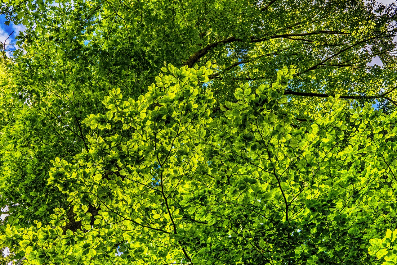 ¿Qué significa las placas de color verde?
